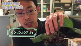 日本の植物多様性を代表するカンアオイ類ほぼ全種の進化の道筋を解明！（植物研究部・奥山先生）