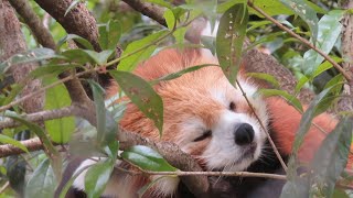 レッサーパンダ ソラちゃんの寝顔①