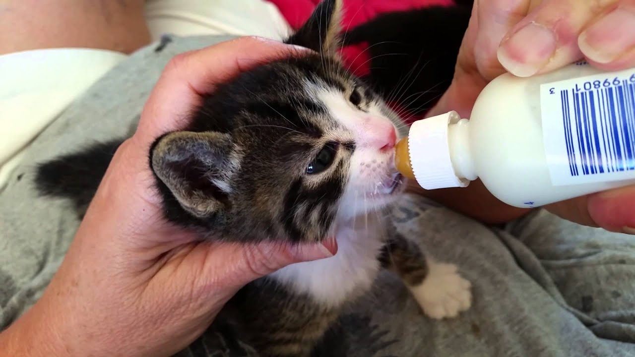 Baby Kitten Bottle Feeding April 1, 2015 - YouTube