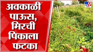 Nandurbar Unseasonal Rain : नंदुरबारमध्ये अवकाळी पावसामुळे पिकांचे नुकसान