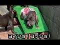 d i y！ブルドッグ＆フレンチブルドッグの老犬たちにスロープを作ってみた！【癒しのペチャ軍団】bulldog＆french bulldog