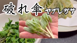 山菜採り】ヤブレガサ(破れ傘)を採っておひたしと天ぷらにしました。