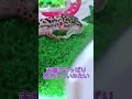 レオパの脱皮を（はじめて）見守ってみた👚➰🦎 shorts