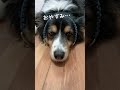 妹犬のチョークを着けるボーダーコリーが可愛い　 ボーダーコリー オーストラリアンシェパード dog