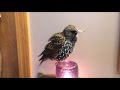 European Starling mimics words (