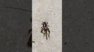 House Cricket Chirping | Bug Making Sound | Insect Making Sound