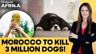 Morocco to Kill 3 Million Stray Dogs Ahead of 2030 FIFA World Cup: Report | Firstpost Africa | N18G