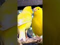 Breeding pair of yellow belgium canary bird #bird #birds