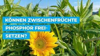 Können Zwischenfrüchte Phosphor freisetzen?