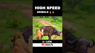 Top 10 fastest animals in the world 2024 | High Speed Animals 🌎 #fastest #animals