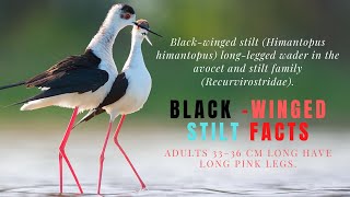 The black-winged stilt Facts / Pied Stilt Facts / Black-winged Stilt Bird