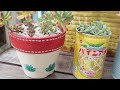 【vlog253】【多肉植物】今が旬みんなに広めたい💖最強セダム薄化粧の可愛さ【放置多肉】