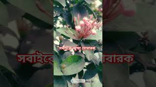 সবাইকে জানাই জুম্মা মোবারক #islamicvideo #foryou #youtubeshorts #viralvideo #bangladesh #duet #🇧🇩🇧🇩