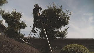 Ubamegashi pruning -4K Video【ウバメガシの剪定】