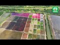 tvb news｜2 october 2024│colourful salt fields in shangdong