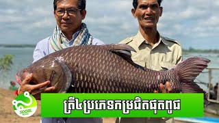 ត្រីទន្លេ ៤ប្រភេទ ជាត្រីកម្រ និងជិតផុតពូជនៅ ប្រទេសកម្ពុជា