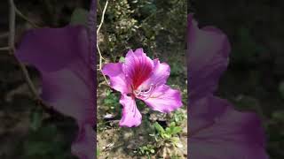 8 months old pink kanchan tree,,blooms at full potential