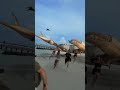 mega crab attack