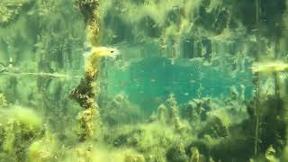 Freshwater Snorkeling in North Bohemia (Lake: Milada)