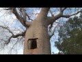 Baobabs de Madagascar - Baobabs, réservoirs de vie