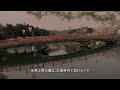 桜満開、春満開、上野公園もう、満開！！