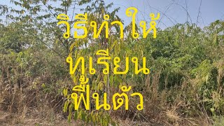 เกษตรพาเบิ่ง | มาดูวิธีการดูแลทุเรียนให้ฟื้นตัวมาดูว่าจะรอดไหม