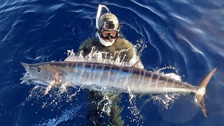 The Jumping Wahoo | Commercial Bluewater Spearfishing | Wahoo Gravlax