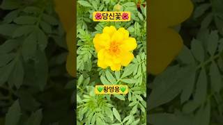 ❤️🌺당신 꽃🌺💚🌻모든 구독자 님을 축복합니다🙇🙏😍💕🌻