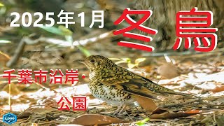 2025年1月　冬鳥　千葉市沿岸。・公園