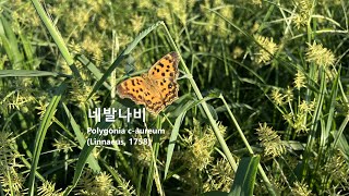 네발나비 Polygonia c-aureum 남방씨알붐나비 キタテハ 노랑수두나비 갑천 甲川, 대전Gapcheon, Daejeon