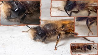 Osmia bicornis: Locomotion and self-cleaning Behavior