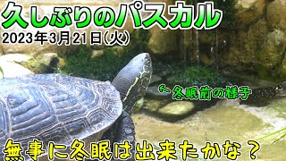 【観察日記】冬眠していたクサガメは無事なのか？【2023.3.21】