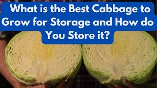 What is the Best Cabbage to Grow for Storage and How do You Store it?