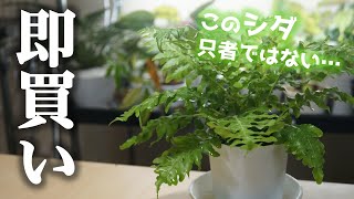 あの”高級観葉植物”の仲間を園芸店で発見！？【ブレクナム】