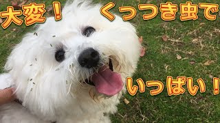 くっつき虫を顔いっぱい付けたとき！ビションフリーゼ