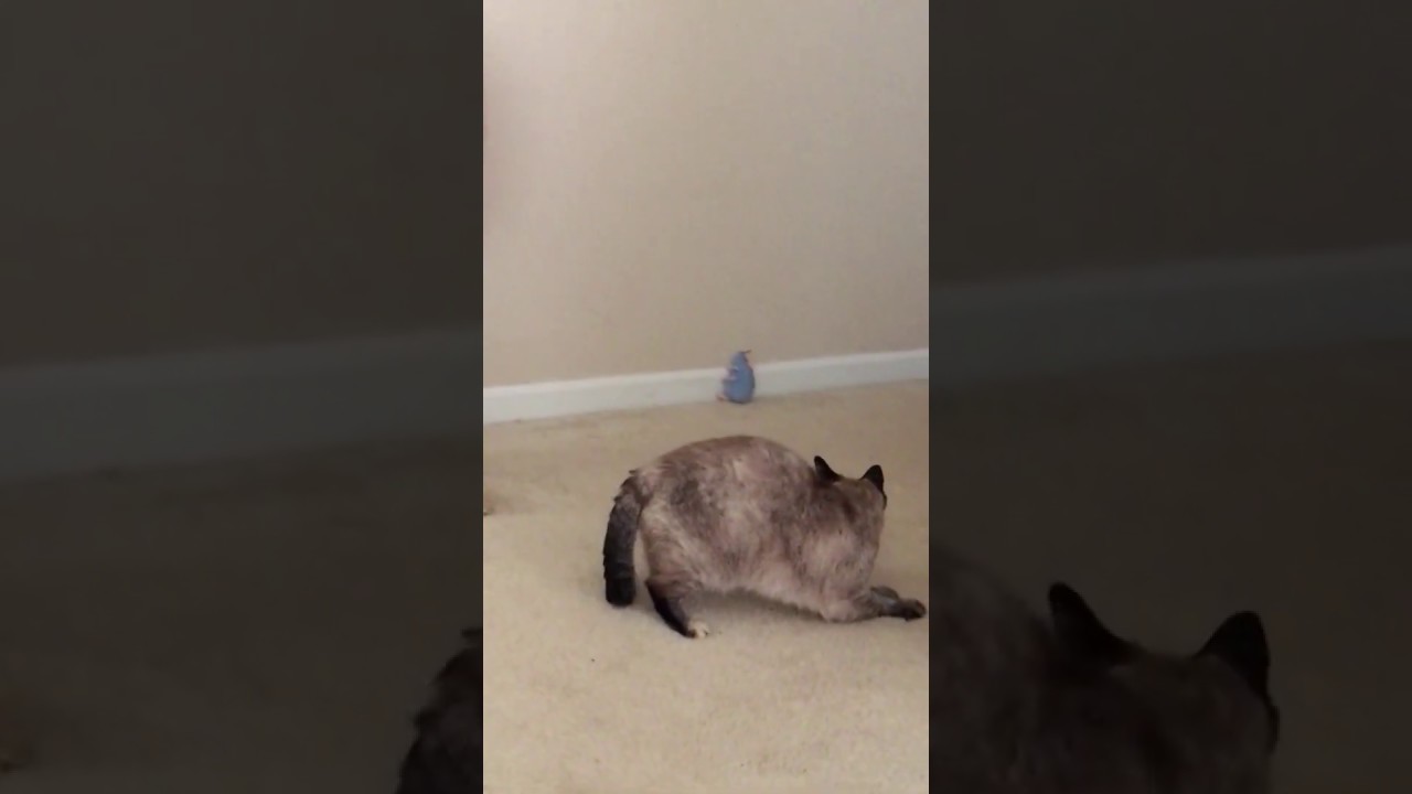 Cat Explodes Youtube