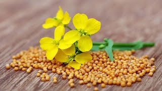 🌱 Grinding Mustard Seeds for Versatile Food Applications 🌱