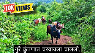 गुरे कुंपणात चरवायला चाललो.🐮😍 || Gure Charayala || Cattle In Konkan || Kokan Vlog || Gav Tervan