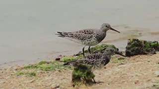 [4K] オバシギ（2）旅鳥 - Great Knot - Wild Bird - 野鳥 動画図鑑