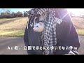 あんまり散歩になってないけど、甘えん坊なフェレット散歩【いたぽ】 ferret lab 369