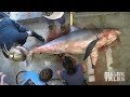 Watch a Great White Shark Get Dissected