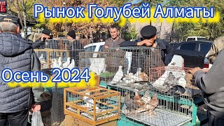 Рынок Голубей Алматы осенний репортаж  03 ноября 2024. #голуби #pigeon