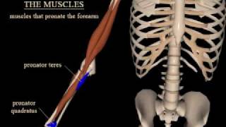 pronation and supination of the forearm