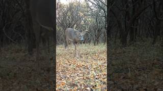 Everybody gets stirred up during the rut.