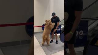 Giant dog loves being carried on escalators! #goldendoodle #dogdad #escalator