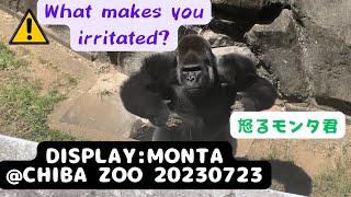 20230723 Display Monta| Upset for something unusual@Chiba zoo|怒るモンタ君（閲覧注意）