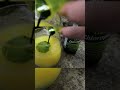 liquid chlorophyll shortvideo