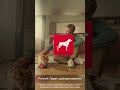 purina® допомогла знайти дім понад 5 000 безпритульних тварин.