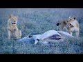 an epic hunt a lioness bringing young bull eland down by herself