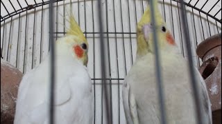 Cocktail Parrots very useful breeding tips in Urdu/Hindi.
